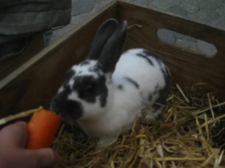 Kanin Hoppsernes Fiona billede 13