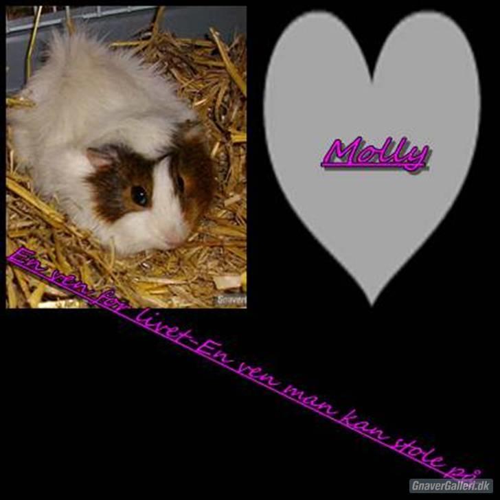 Marsvin Molly skat<3 R.I.P billede 19