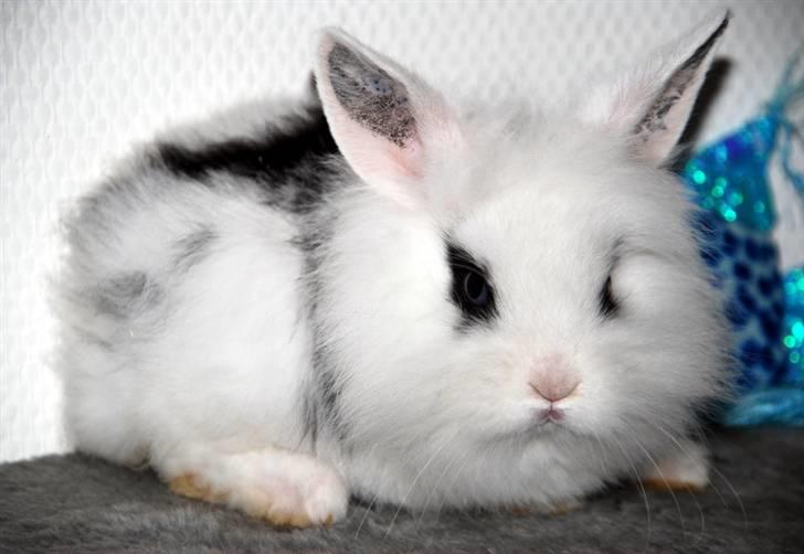 Kanin Solbakke's Voulez Vouz <3 - En rigtig bamset Voulez Vouz d; <3 1/10-10 billede 1