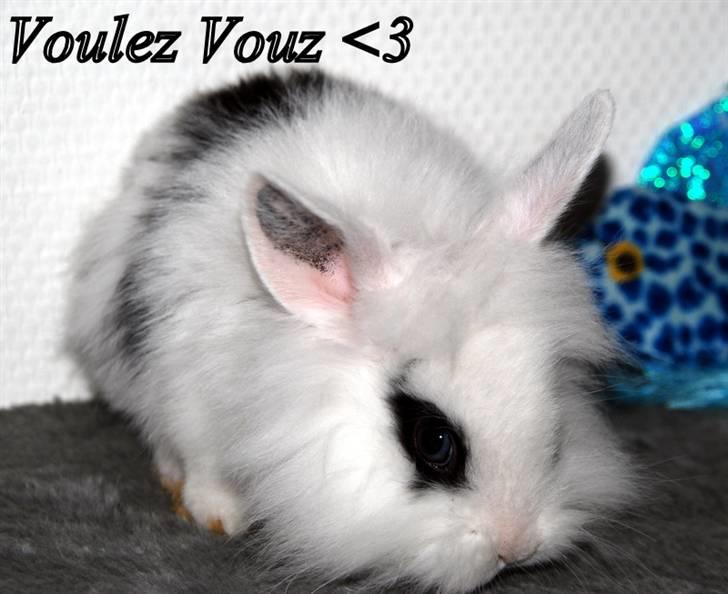 Kanin Solbakke's Voulez Vouz <3 billede 2