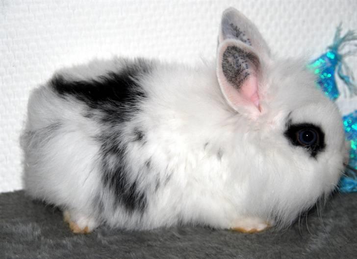 Kanin Solbakke's Voulez Vouz <3 billede 3