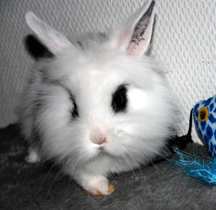 Kanin Solbakke's Voulez Vouz <3 billede 4