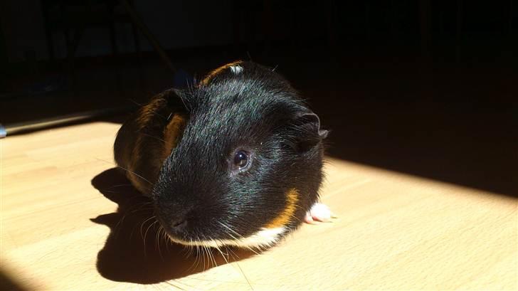 Marsvin Speedy - sov sødt<3 - 9. April 2011 :-) billede 1