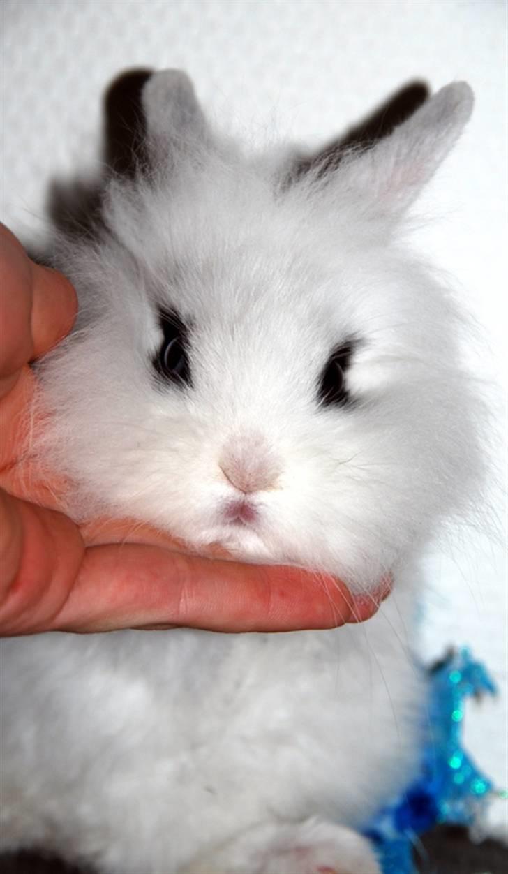 Kanin Solbakke's Voulez Vouz <3 - Fiiine mavse d; billede 5