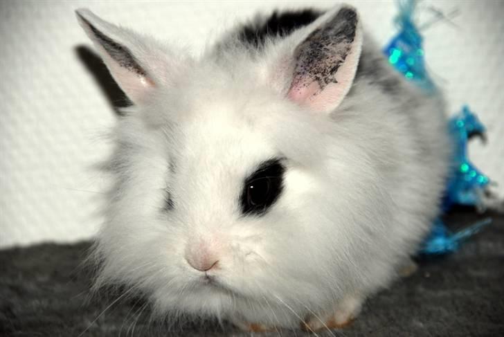 Kanin Solbakke's Voulez Vouz <3 billede 6