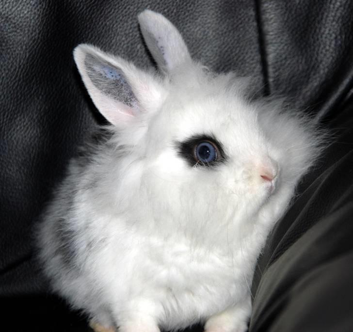 Kanin Solbakke's Voulez Vouz <3 - Se lige det smukke blå øje! :´D<3 billede 7