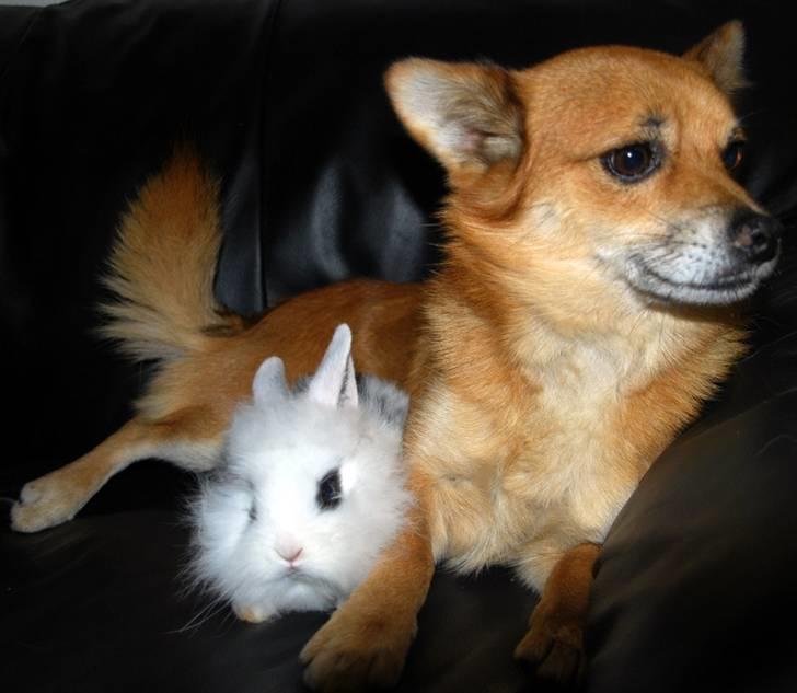 Kanin Solbakke's Voulez Vouz <3 - Voulez Vouz og Stines hund, Pax,  1/10-10 :o) <3 billede 8