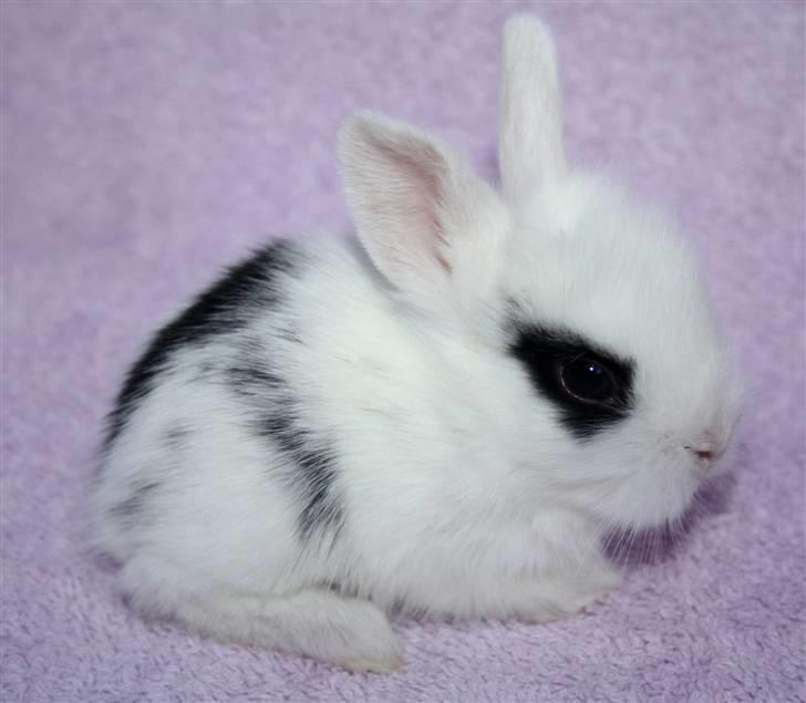 Kanin Solbakke's Voulez Vouz <3 - Voulez Vouz som lille baaabyyyy :D <3 Stadig ved opdrætteren. billede 9