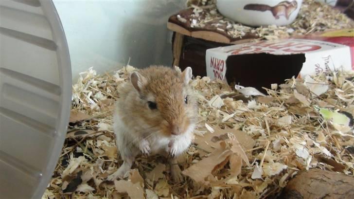 Ørkenrotte Max billede 5