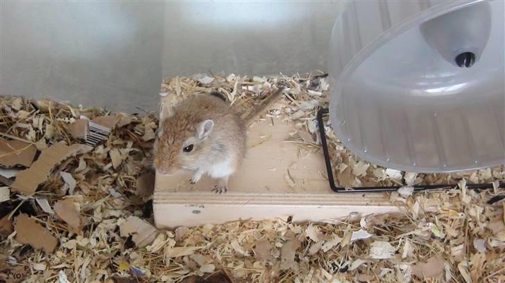 Ørkenrotte Max billede 6