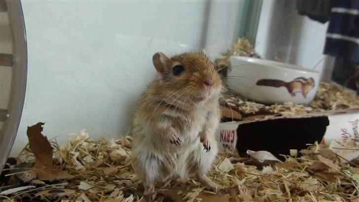 Ørkenrotte Max billede 7