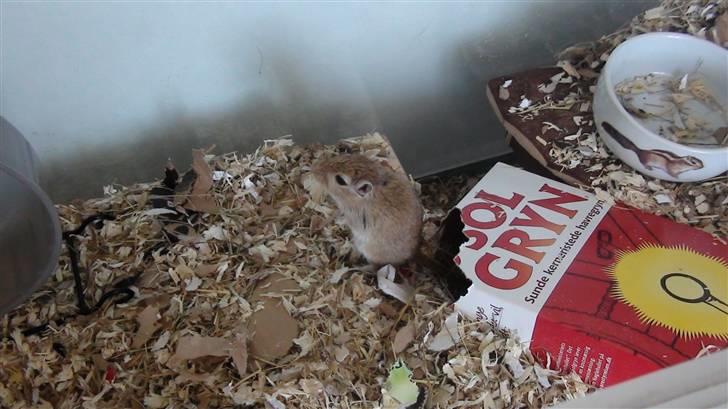 Ørkenrotte Max billede 8