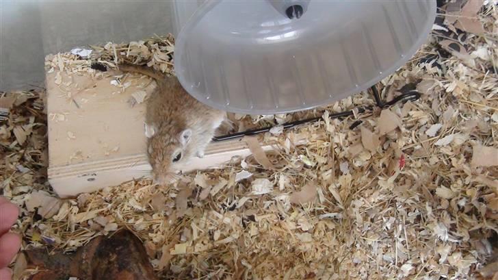 Ørkenrotte Max billede 9