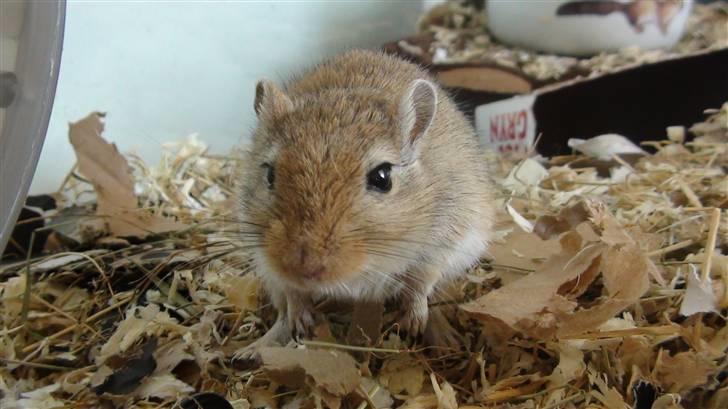 Ørkenrotte Max billede 10