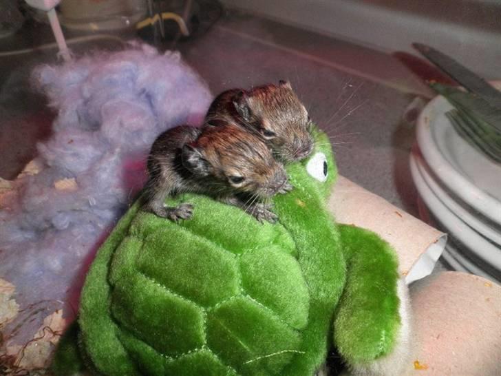 Degu Speedy - 10 dage gammel billede 1