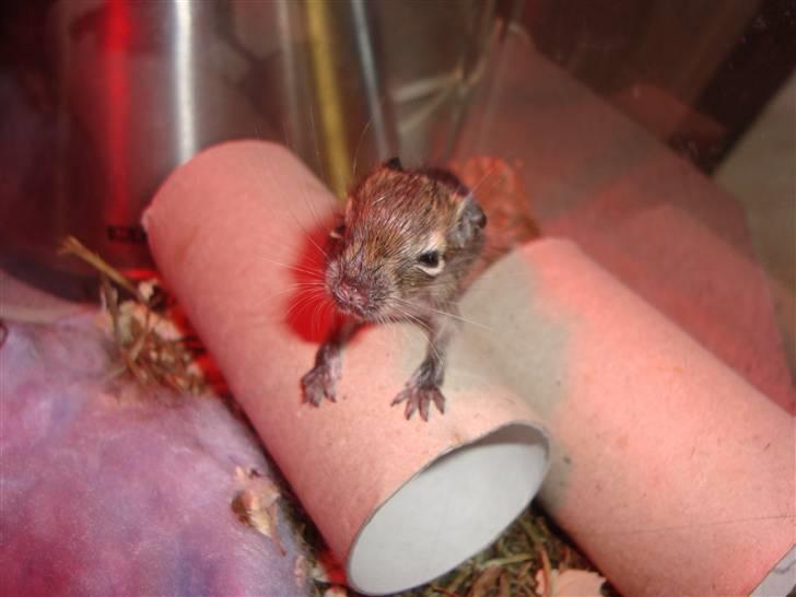 Degu Speedy - 1 uge gammel billede 2
