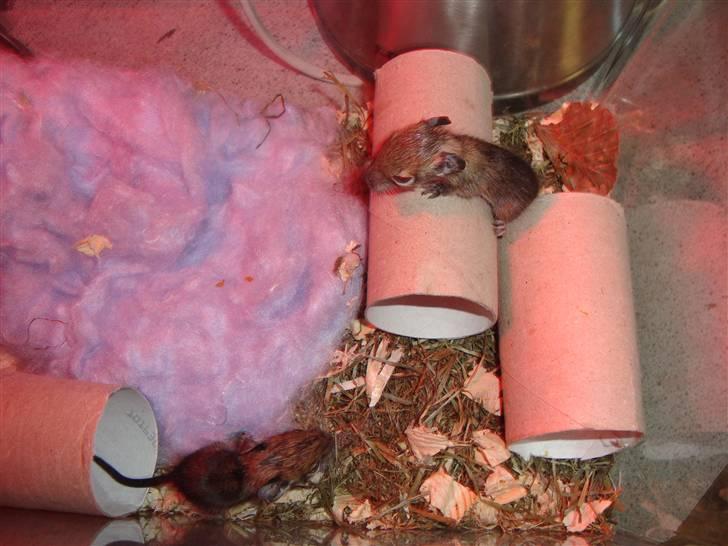 Degu Speedy - 1 uge gammel billede 3