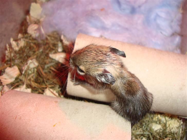 Degu Speedy - 1 uge gammel billede 4