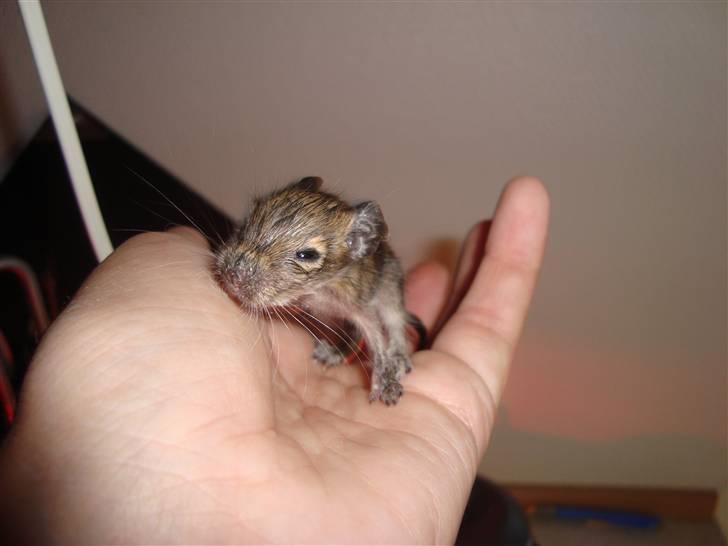 Degu Speedy - 1 uge gammel billede 5
