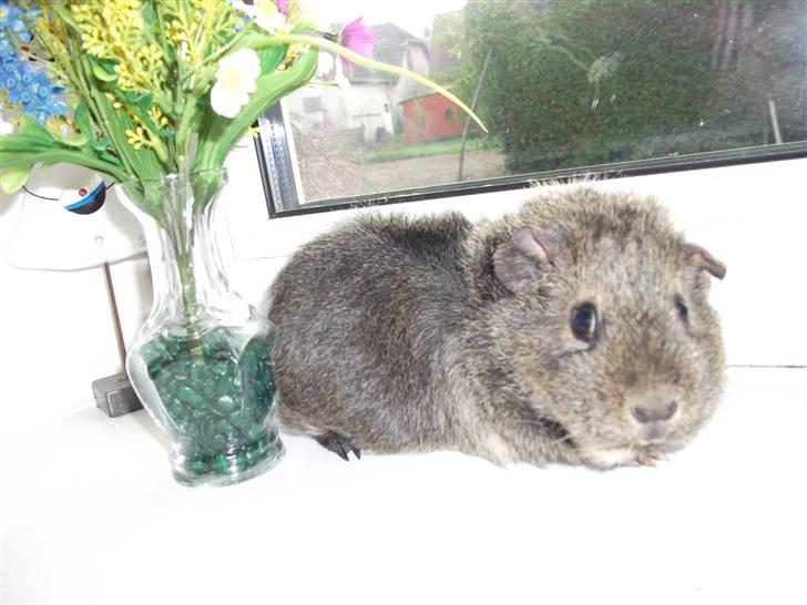 Marsvin Sofié (Fitte) RIP billede 8