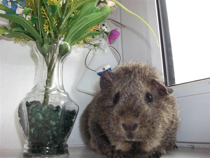 Marsvin Sofié (Fitte) RIP billede 10