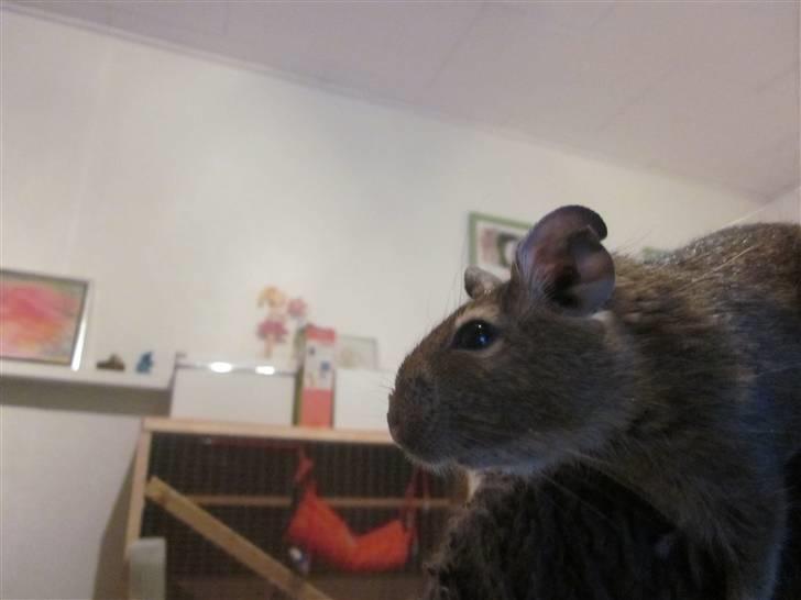 Degu Duffy billede 15