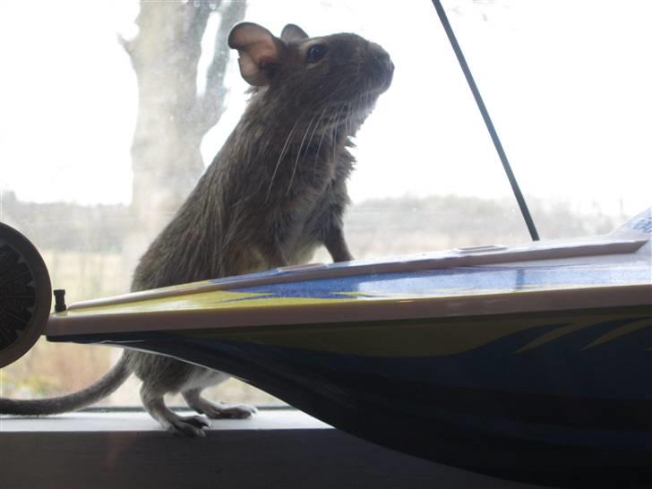 Degu Duffy billede 17