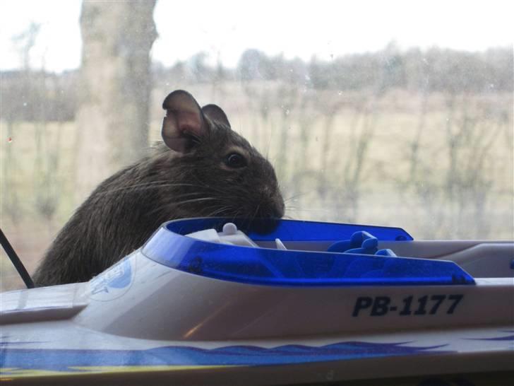 Degu Duffy billede 18