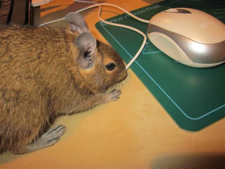 Degu Duffy billede 20