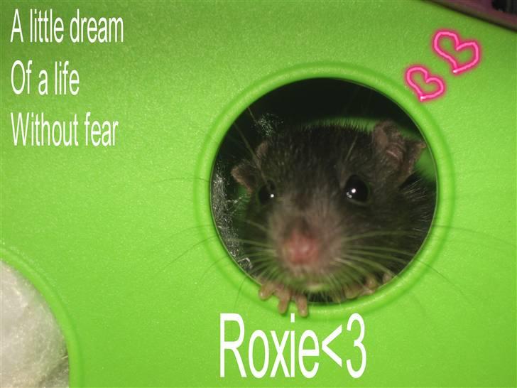 Tamrotte »•Roxie •« - (11) Et redigeret bellede til dig<3 billede 11