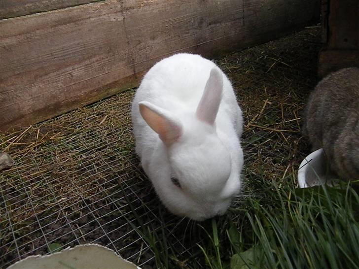 Kanin Snehvide billede 1