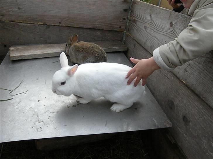 Kanin Snehvide billede 2