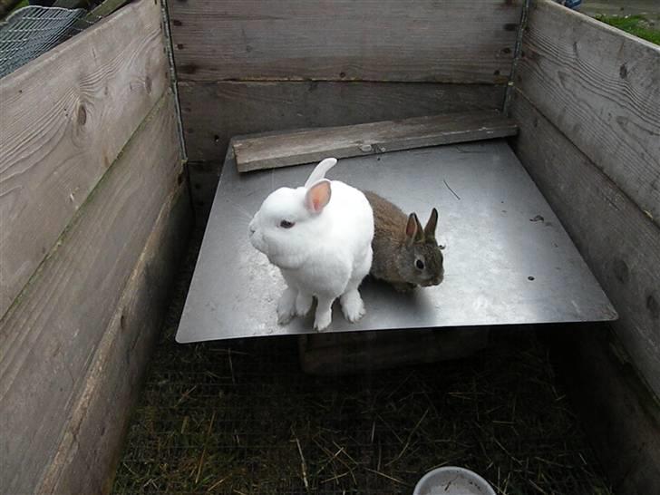 Kanin Snehvide billede 3