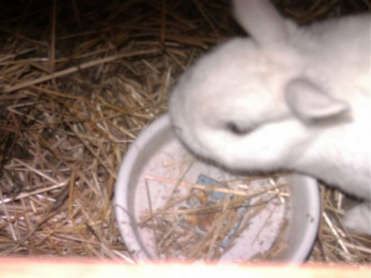 Kanin Snehvide billede 4