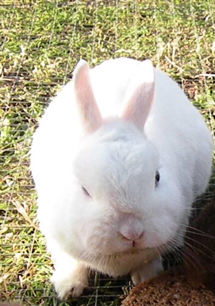 Kanin Snehvide billede 5