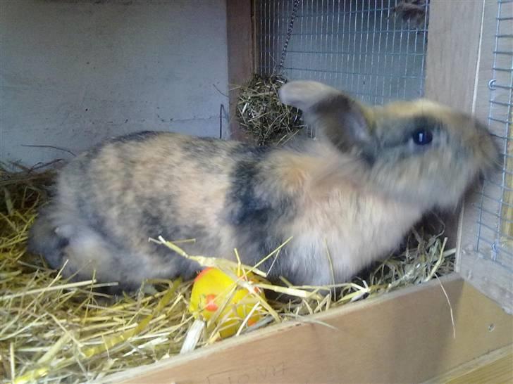 Kanin Nynne  *meget savnet* billede 14