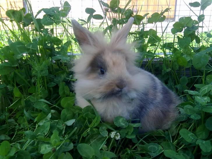 Kanin Nynne  *meget savnet* billede 15