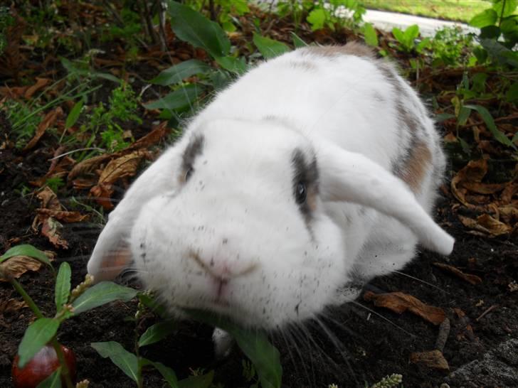 Kanin Sortsky aka Bassemand! :D - ingen kommentare. billede 2