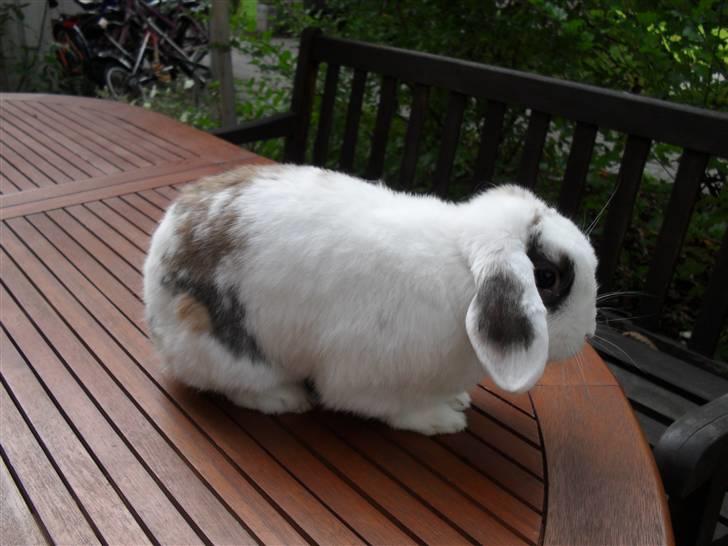 Kanin Sortsky aka Bassemand! :D - bEaUtYfUlL<3 billede 3