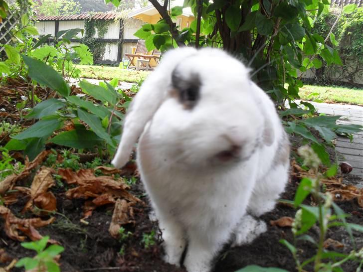 Kanin Sortsky aka Bassemand! :D - Eoooow? hva du sige til mig? xD<33 Gaaaangzter..? billede 4