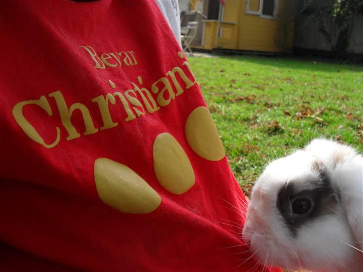 Kanin Sortsky aka Bassemand! :D - Bevar Christiania •••  billede 5