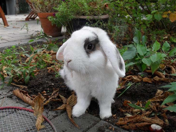 Kanin Sortsky aka Bassemand! :D - heyjoo det rico billede 6