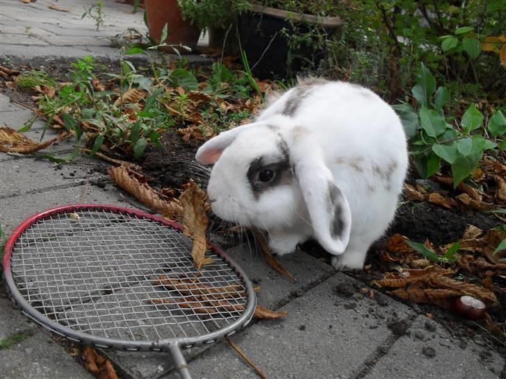 Kanin Sortsky aka Bassemand! :D billede 8