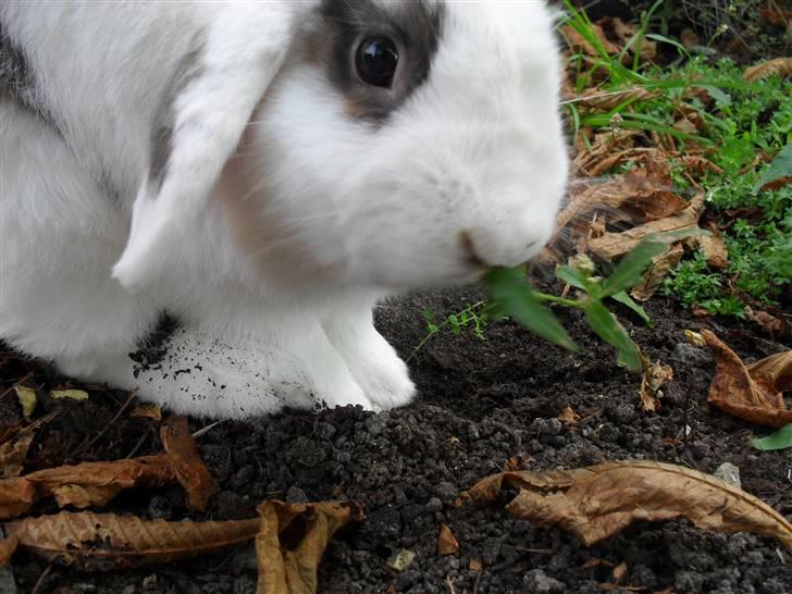 Kanin Sortsky aka Bassemand! :D billede 9