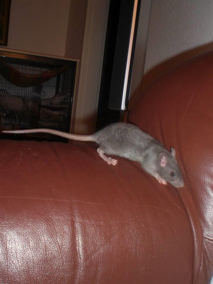 Tamrotte Altura RIP - 4/10-10. billede 8