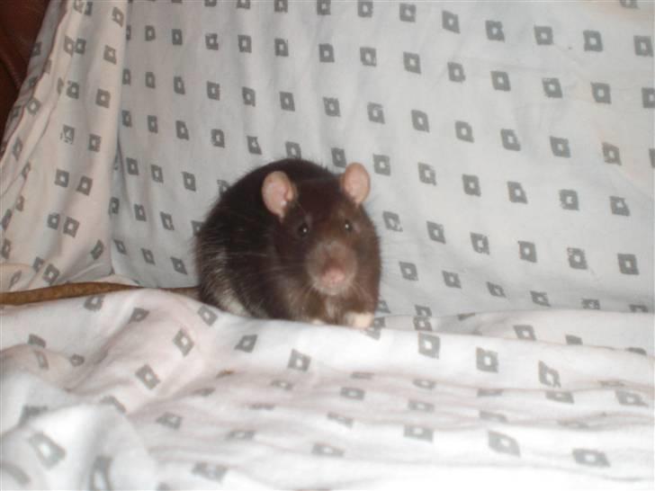 Tamrotte Victor RIP - 8/9-10 billede 14