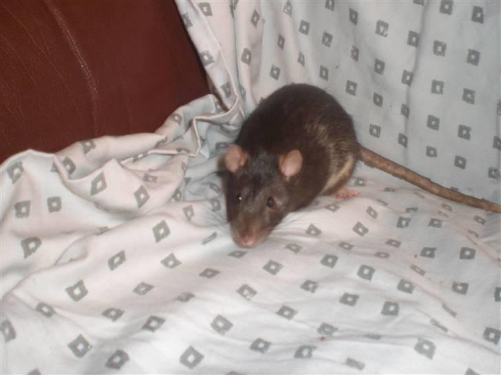 Tamrotte Victor RIP - 4/10-10 billede 15