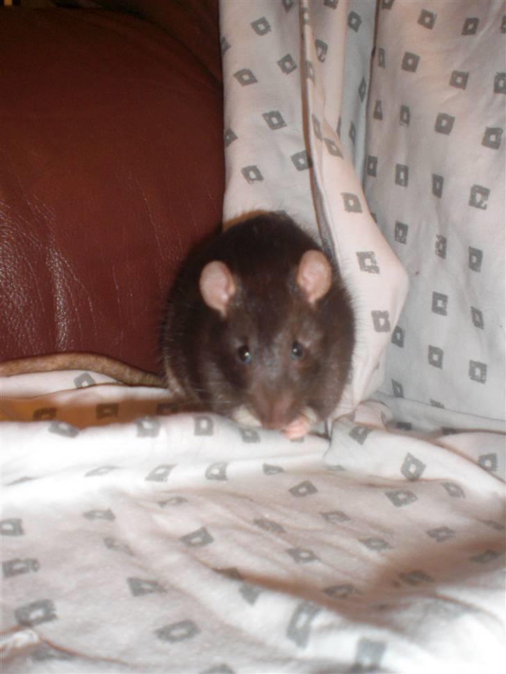 Tamrotte Victor RIP - 4/10-10 billede 16