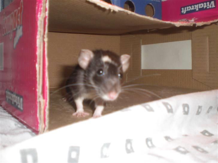 Tamrotte Vita RIP - 8/9-10 billede 8