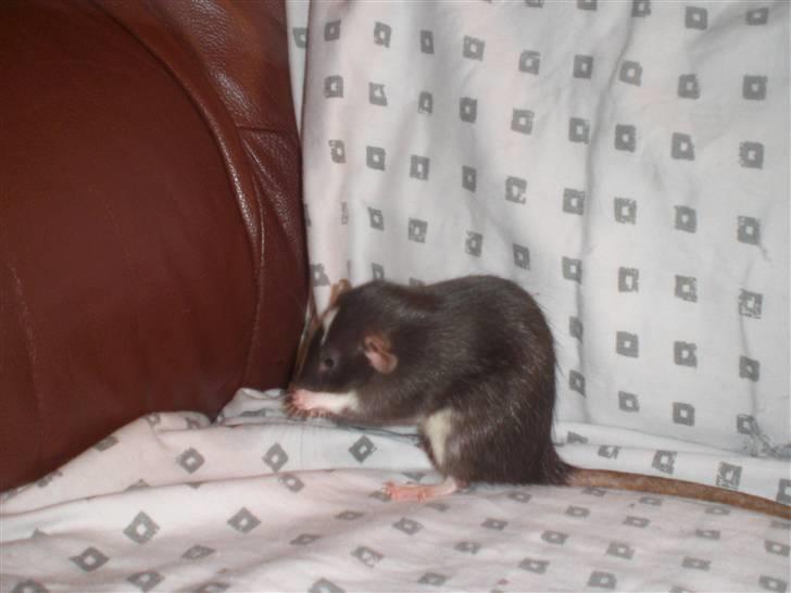 Tamrotte Vita RIP - 4/10-10 billede 9